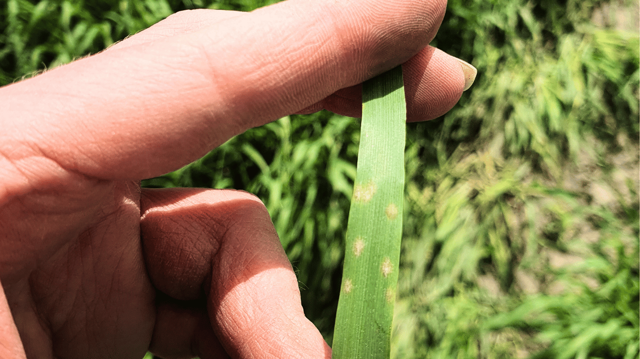 Ocena presji agrofagów